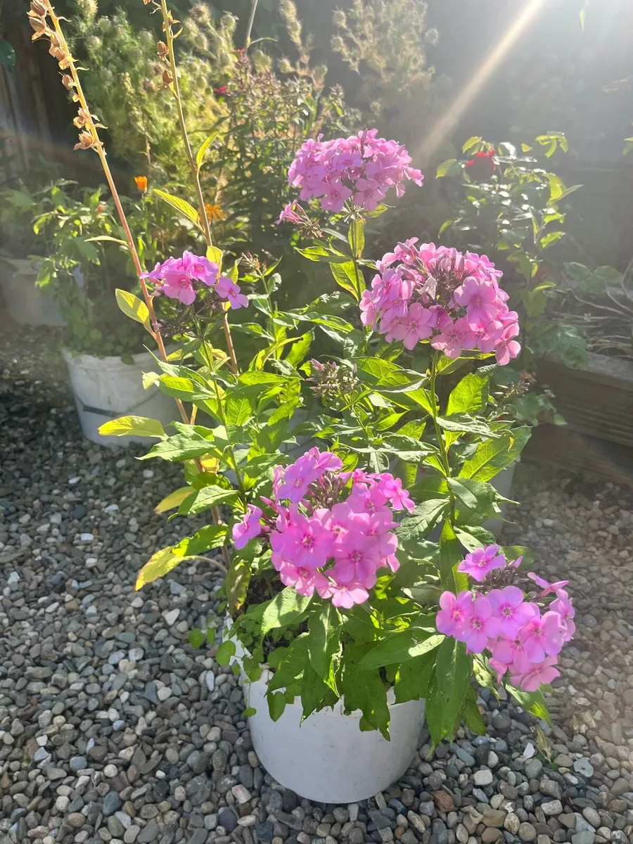 Garden Phlox (Phlox paniculata)in the bucket - Image 2
