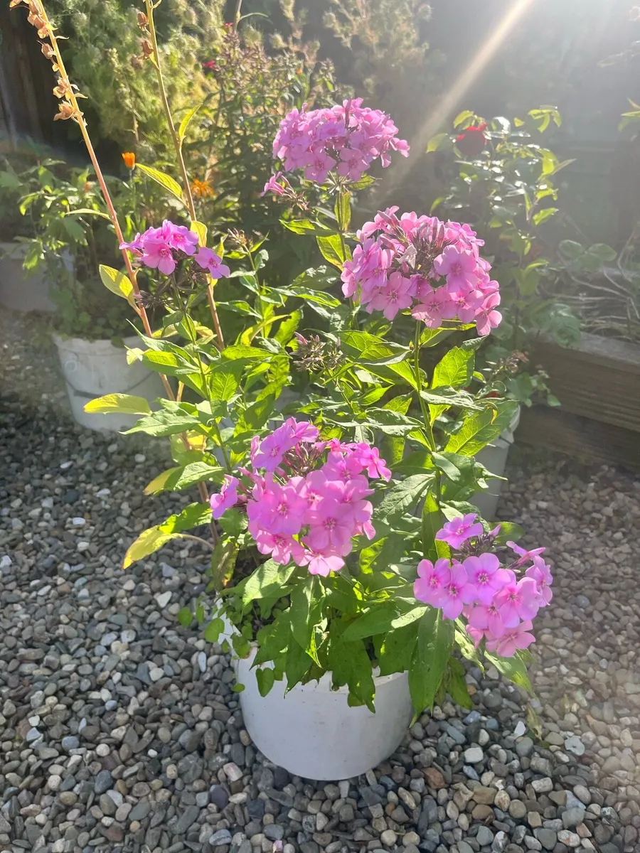 Garden Phlox (Phlox paniculata)in the bucket - Image 3
