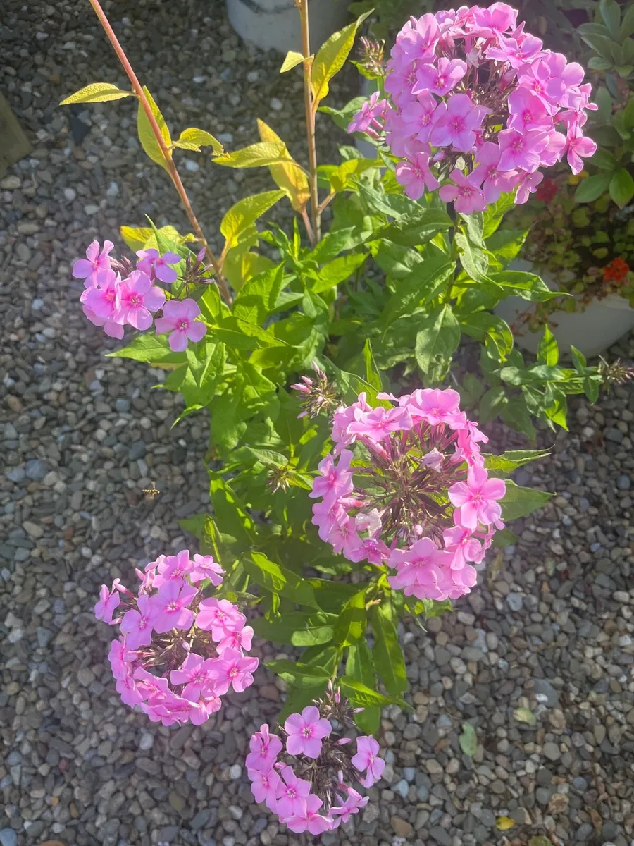 Garden Phlox (Phlox paniculata)in the bucket - Image 4