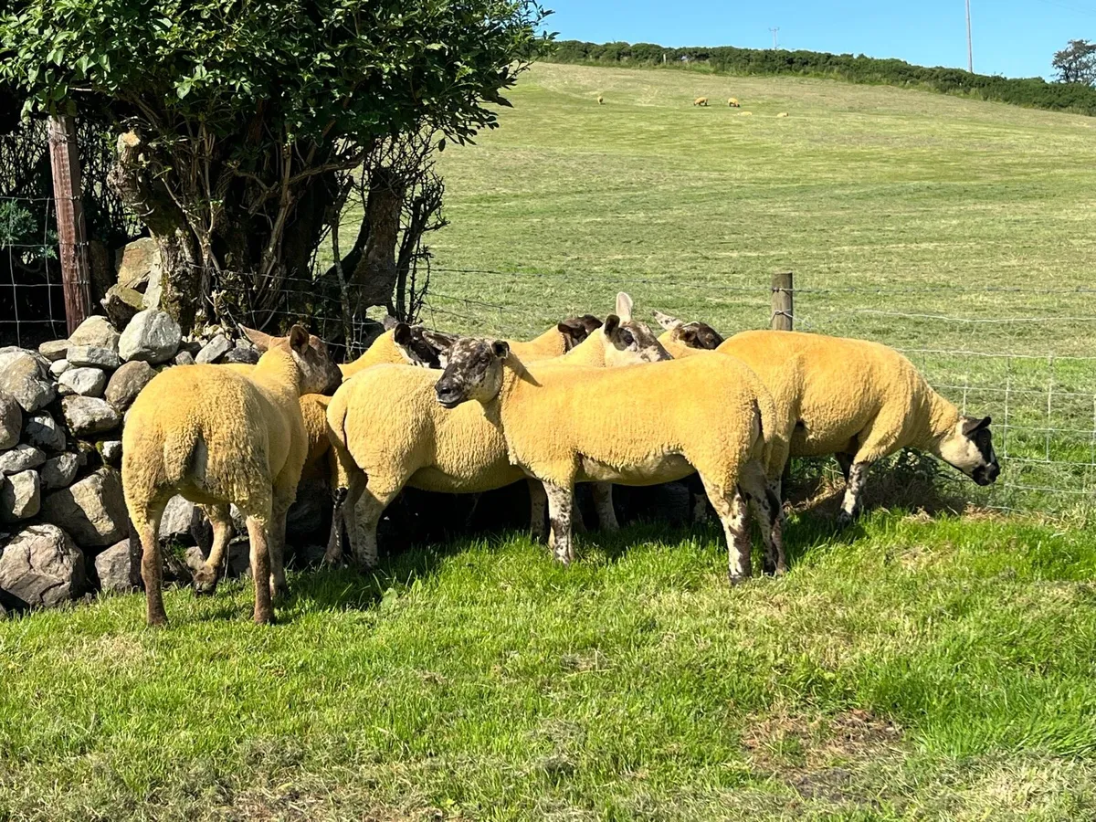 Sufftex Hoggets - Image 3