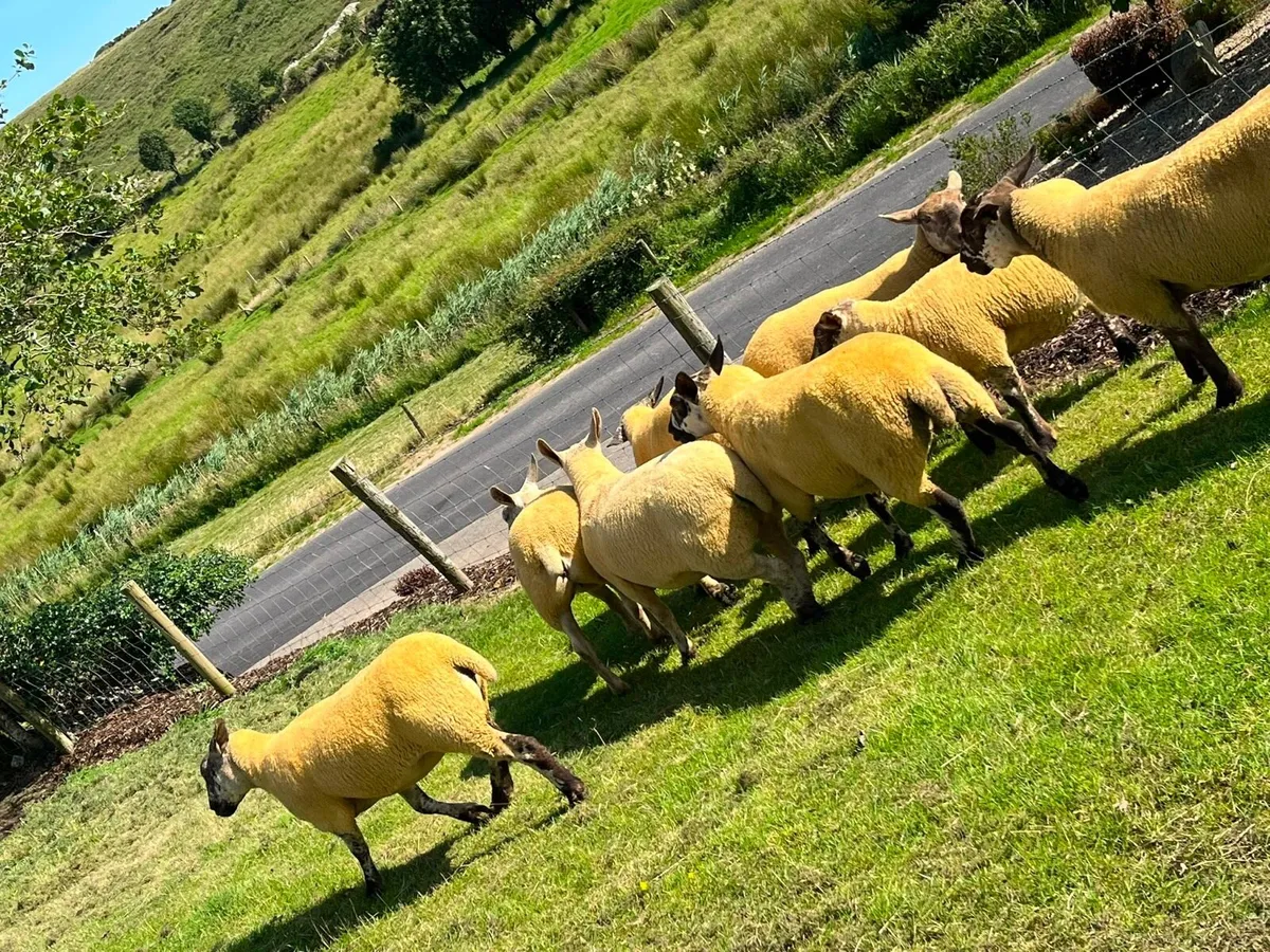 Sufftex Hoggets - Image 4