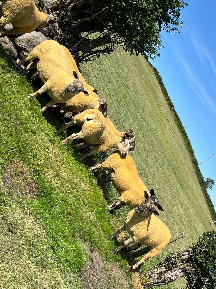 Sufftex Hoggets - Image 1