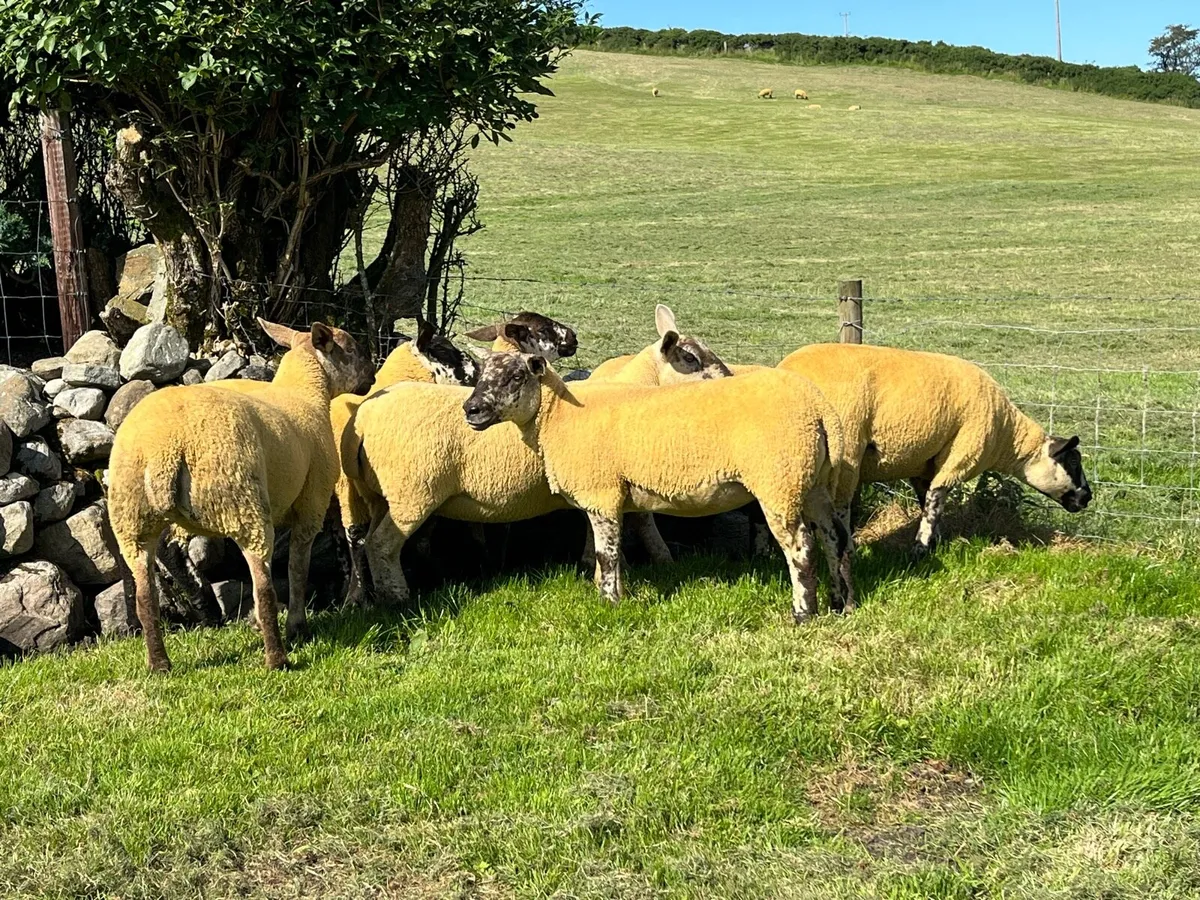 Sufftex Hoggets - Image 2