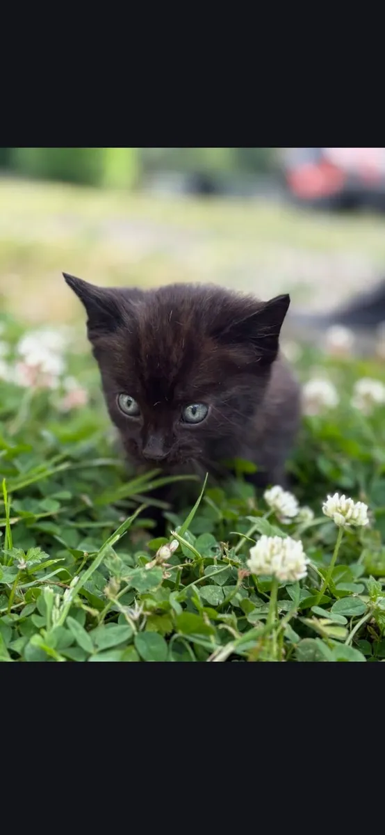Kittens - Image 1