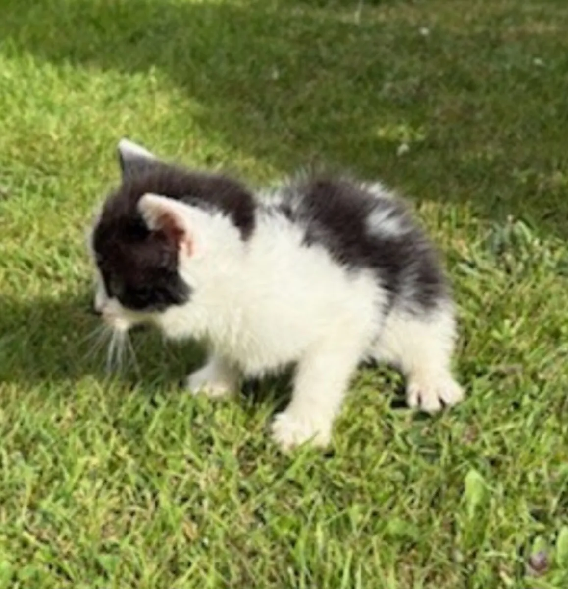 Kittens - Image 2