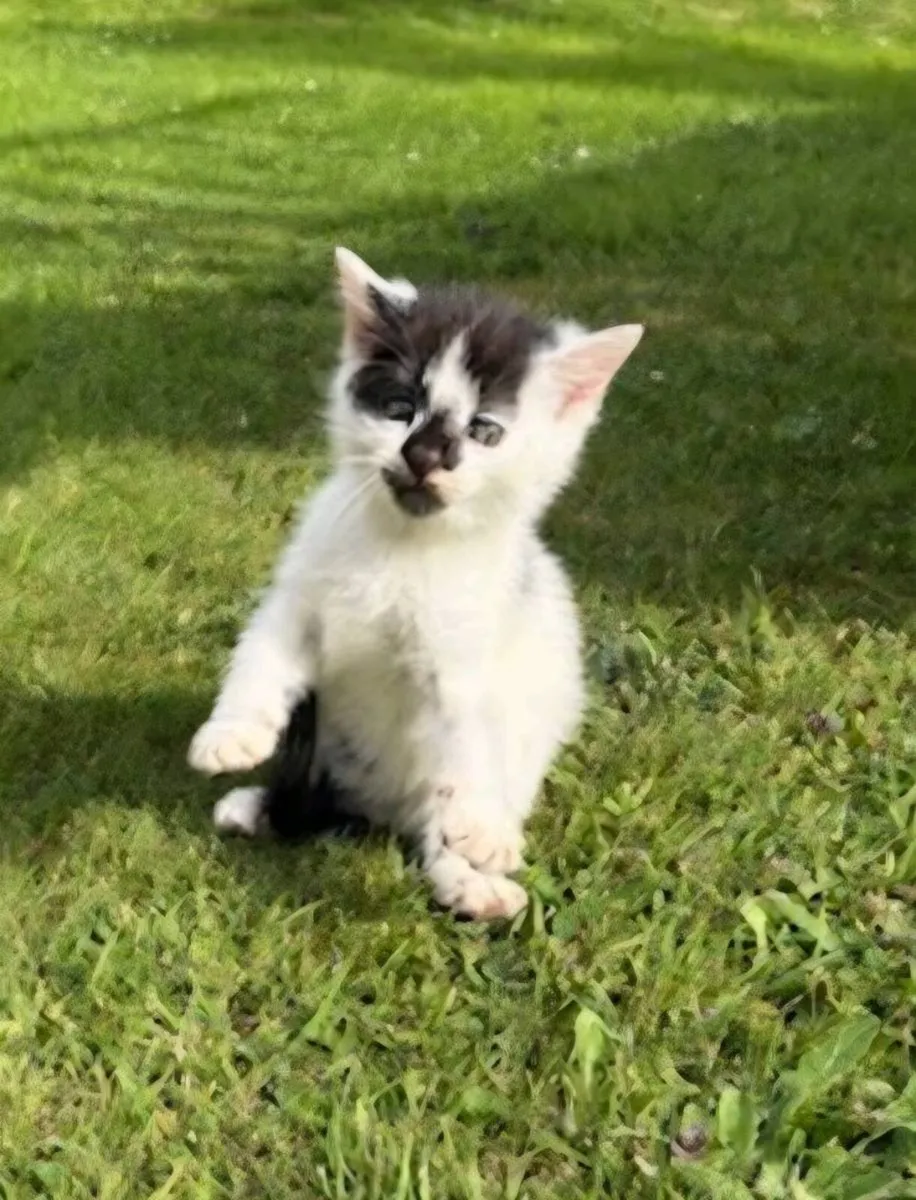 Kittens - Image 3