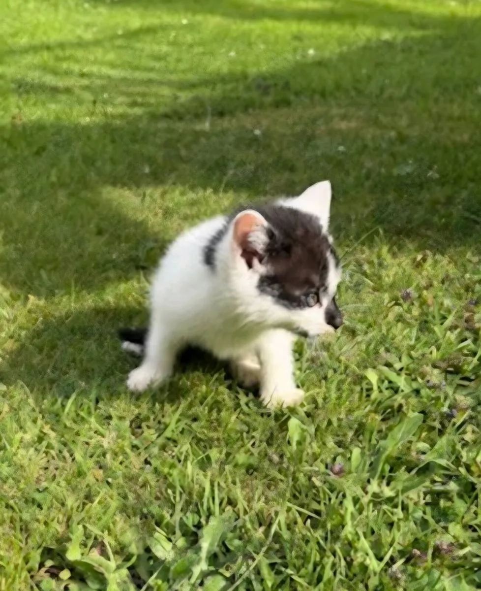 Kittens - Image 4