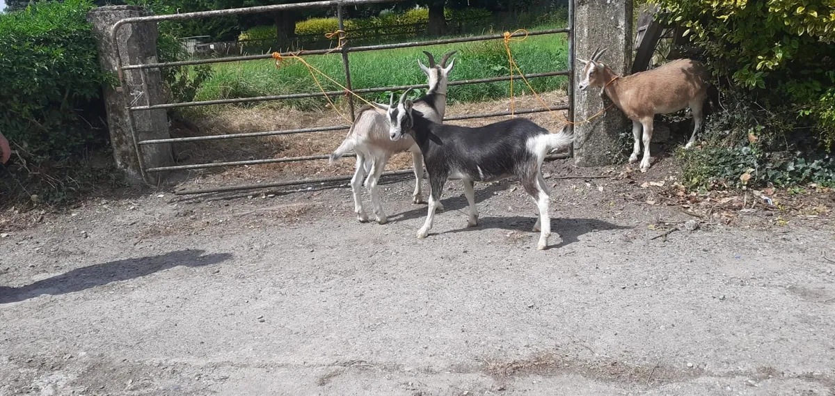Toggenburger kid Goats - Image 1