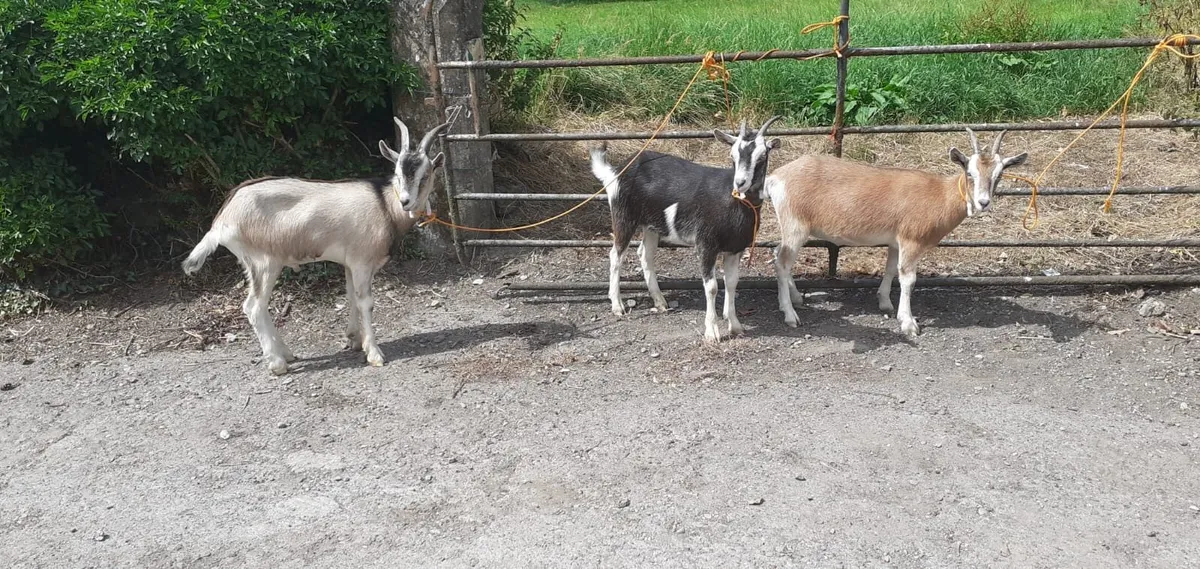 Toggenburger kid Goats - Image 2