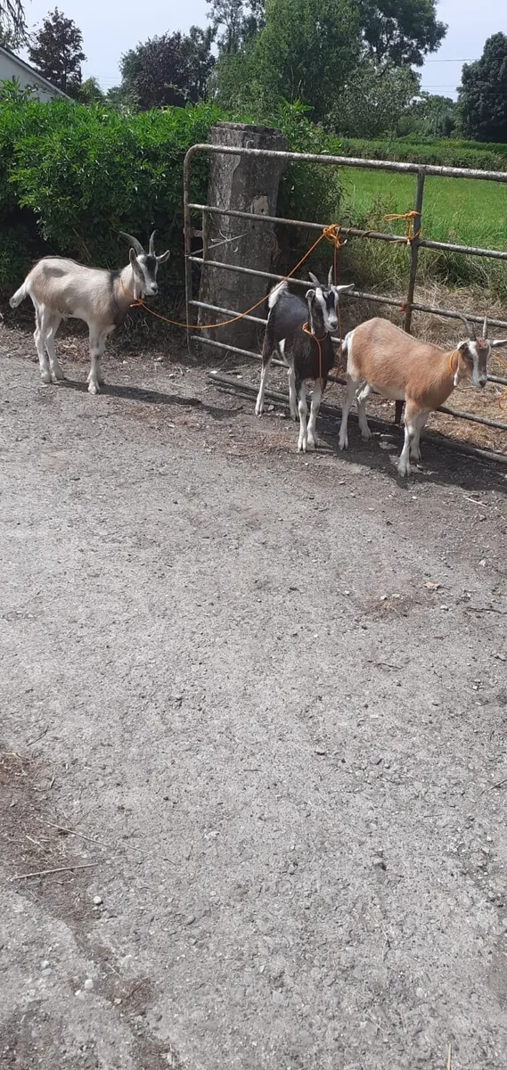 Toggenburger kid Goats - Image 3