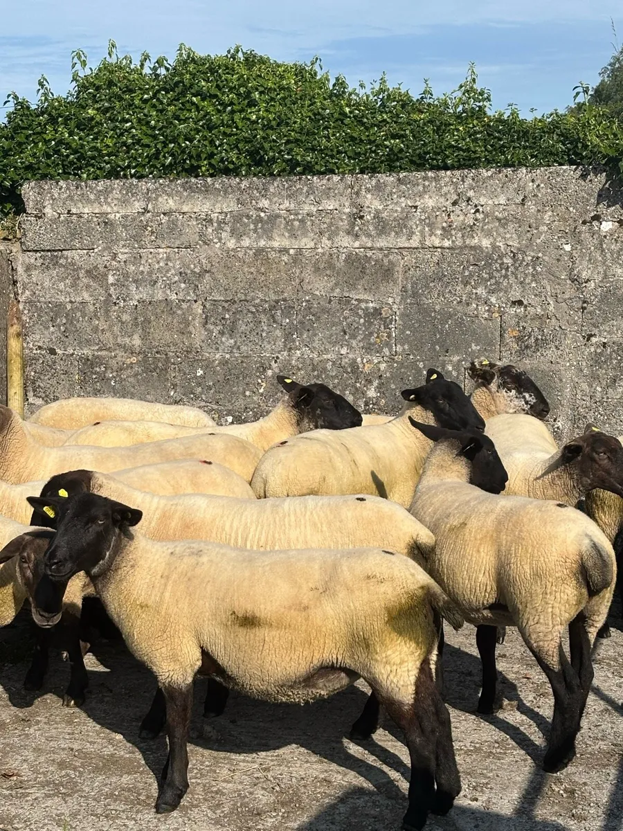 Suffolk Cross Hoggets - Image 3