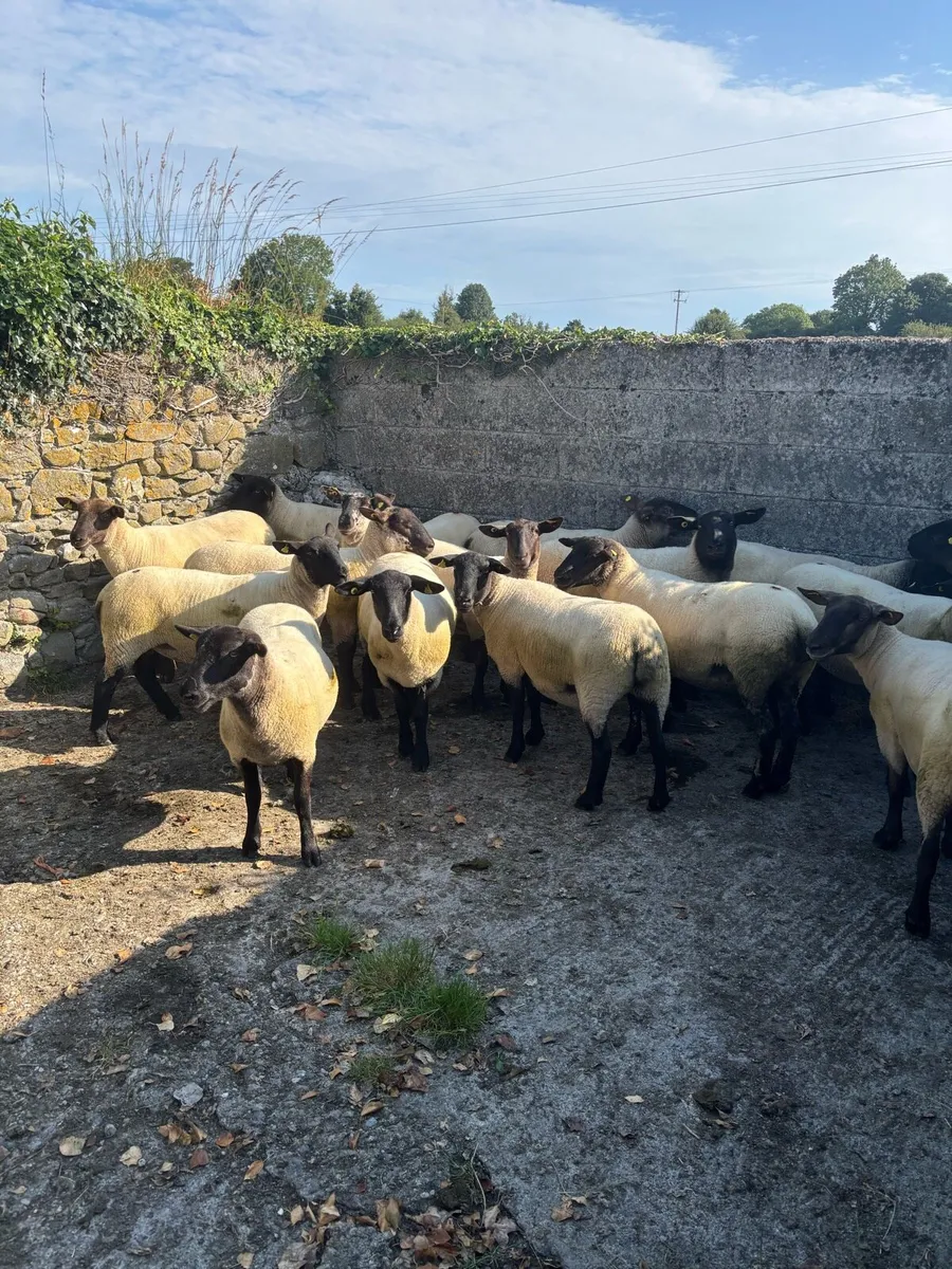 Suffolk Cross Hoggets - Image 4