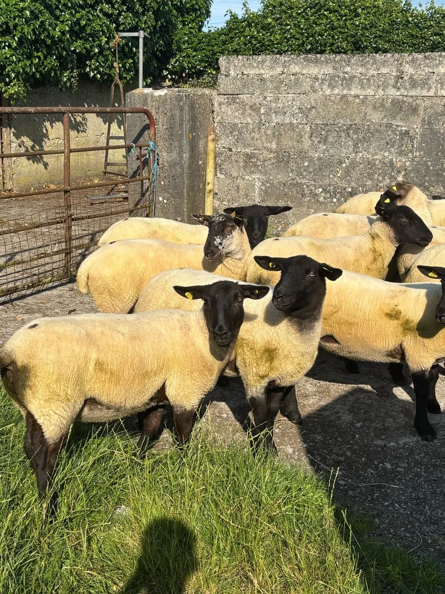 Suffolk Cross Hoggets - Image 2