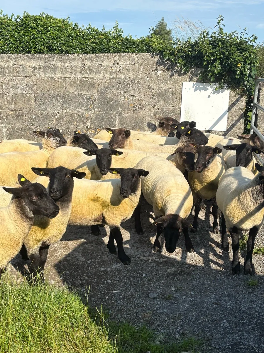 Suffolk Cross Hoggets - Image 1
