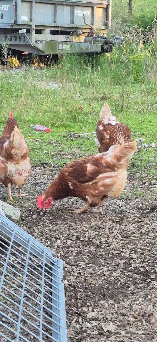 Laying hens (laying 15months) - Image 1