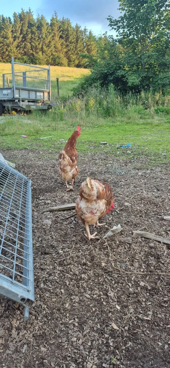 Laying hens (laying 15months) - Image 2