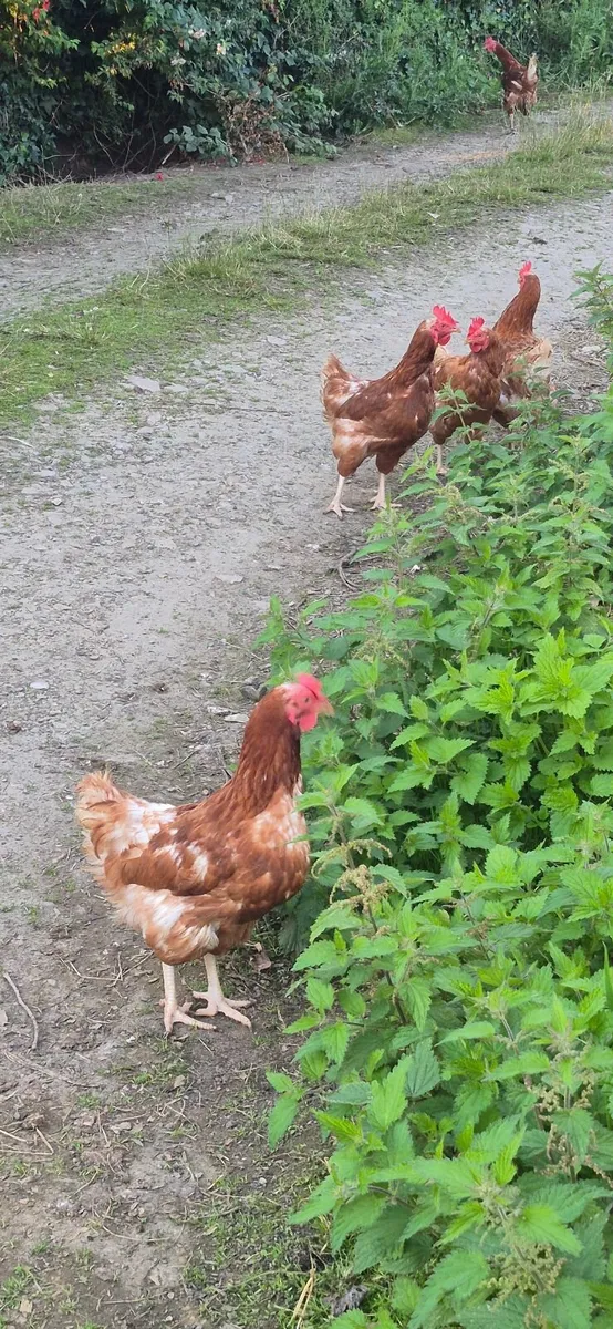 Laying hens (laying 15months) - Image 3