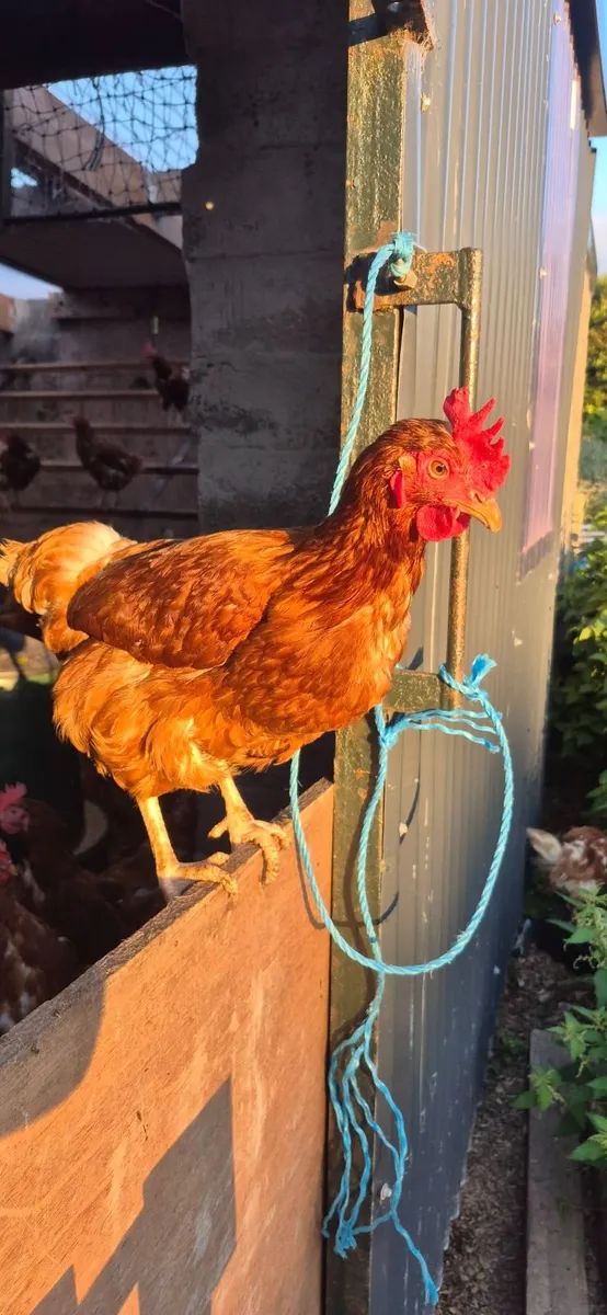Laying hens (laying 15months) - Image 4