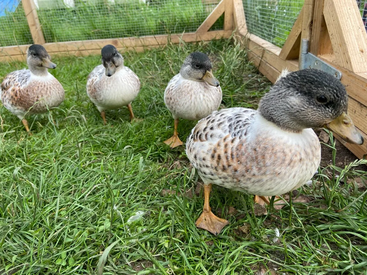 Call ducks - Image 1