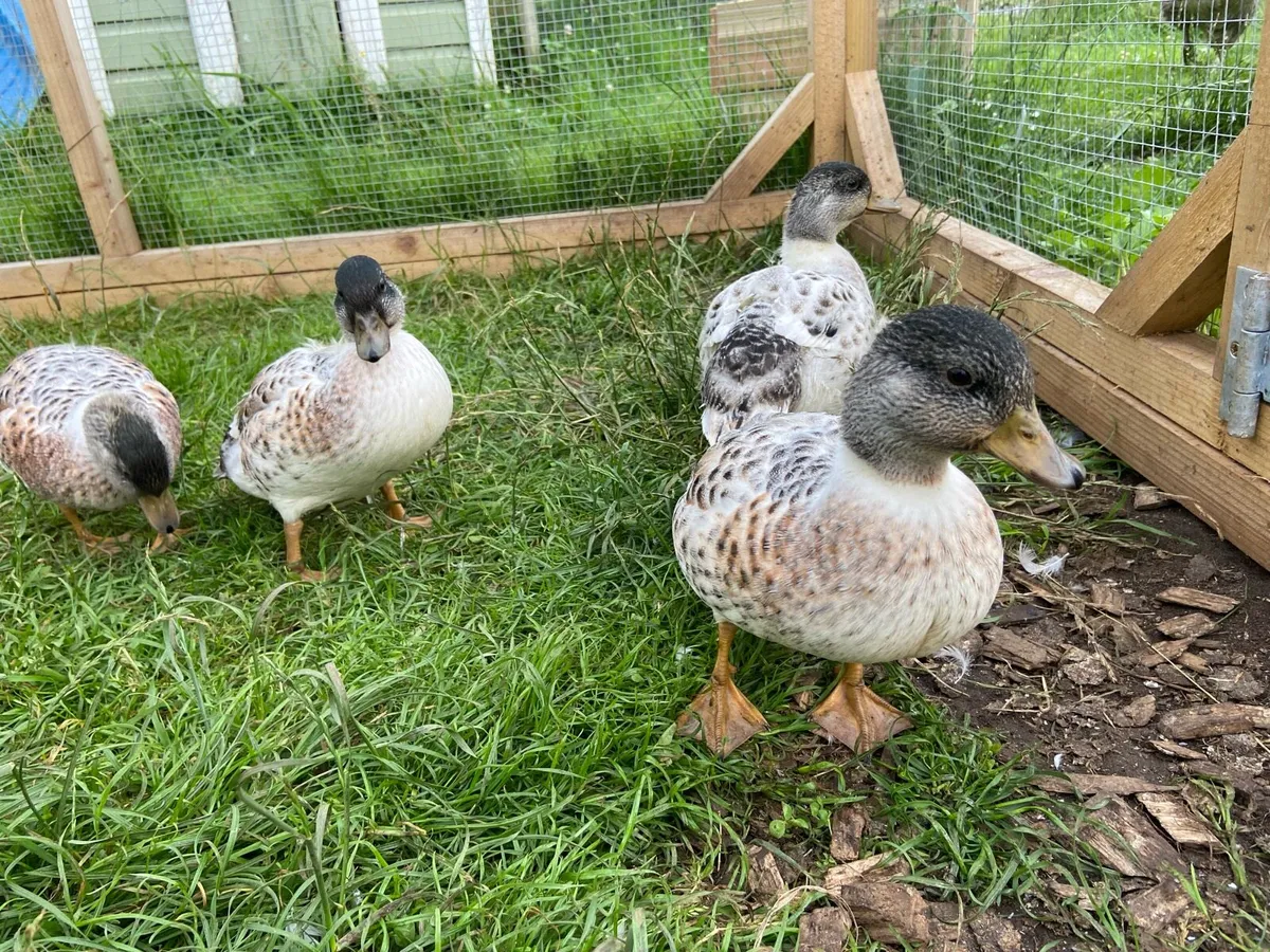 Call ducks - Image 2