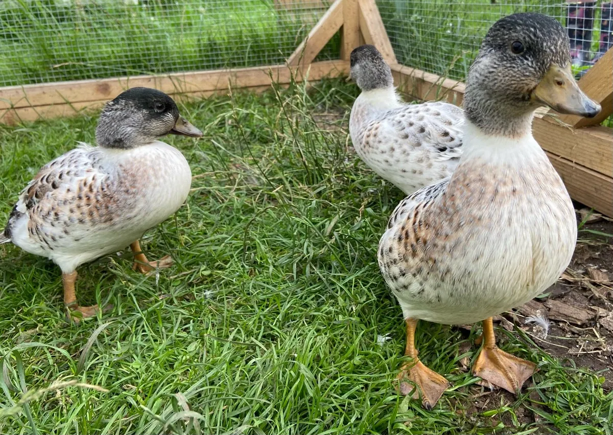 Call ducks - Image 3