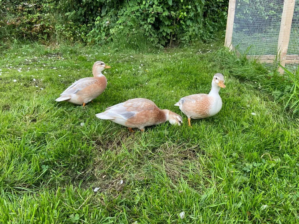Call ducks - Image 4