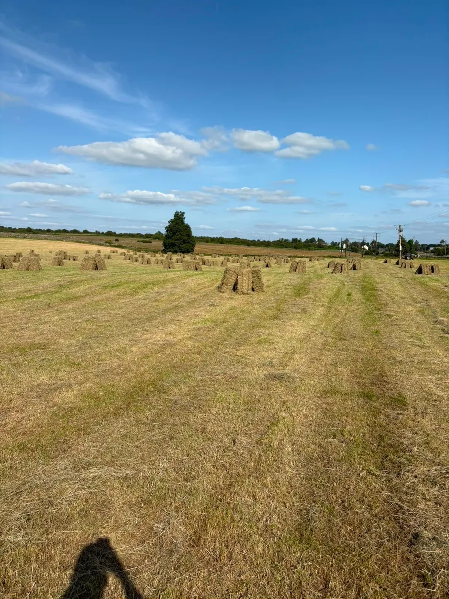 Square bales - Image 1