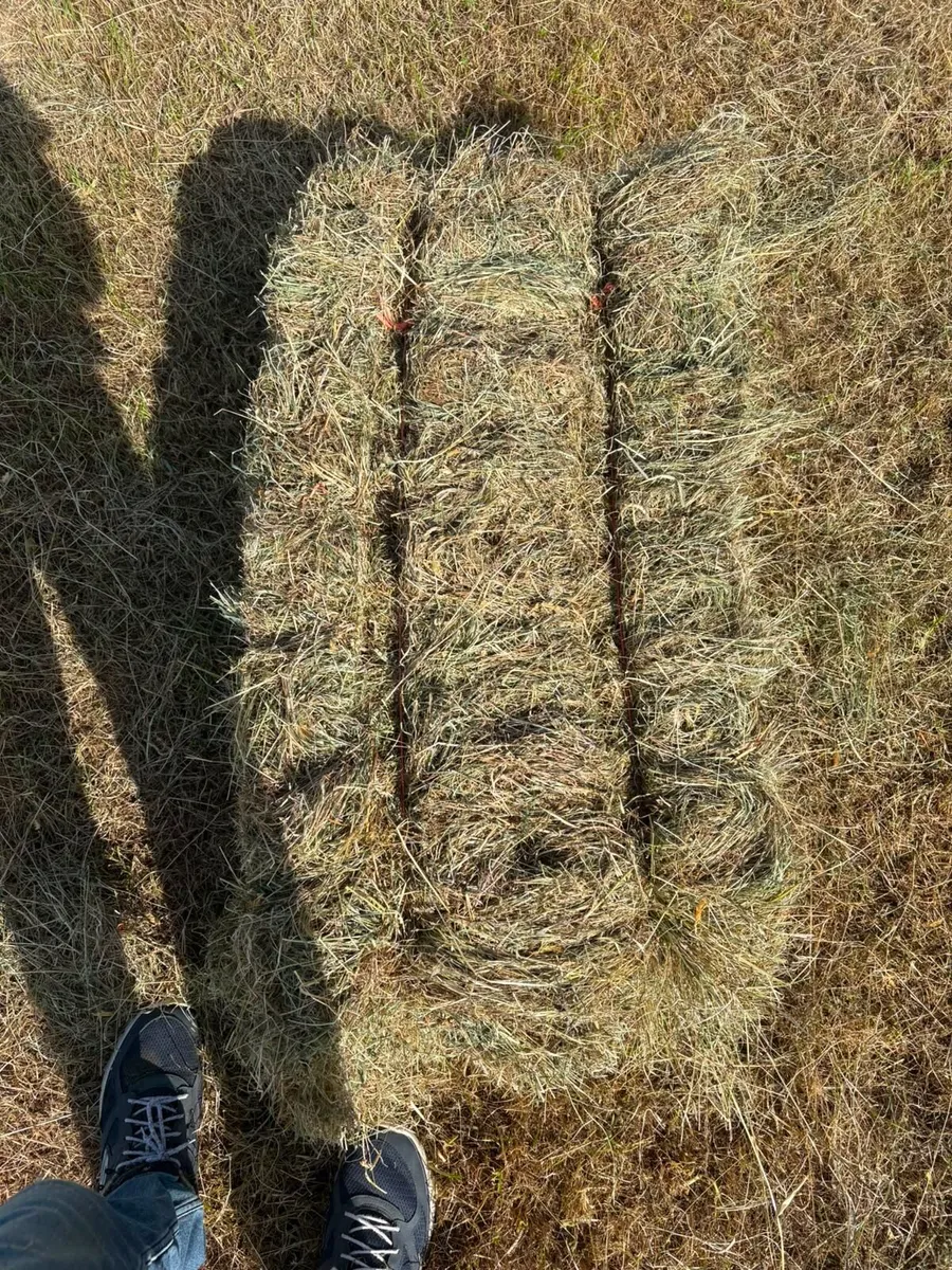 Square bales - Image 2