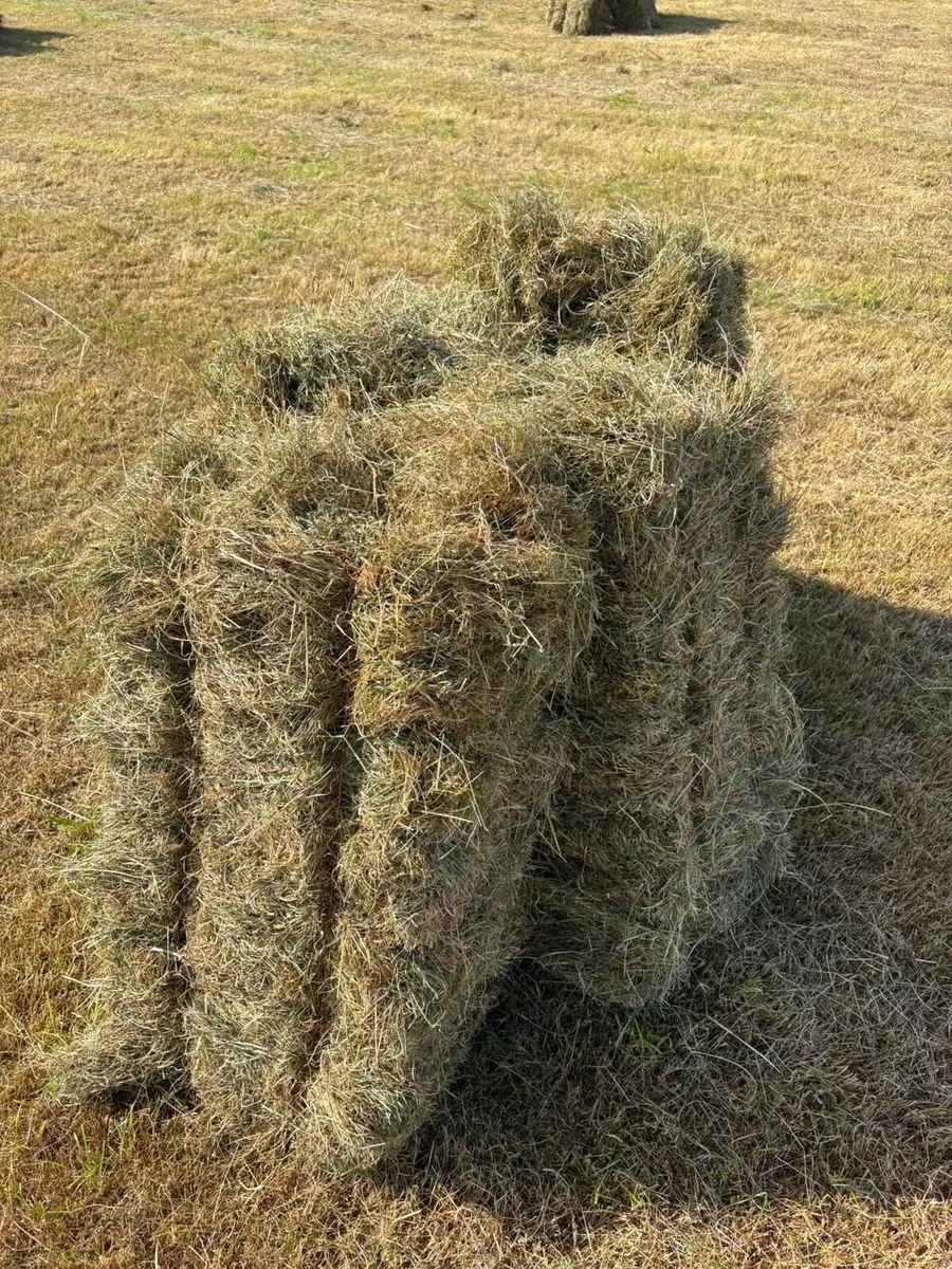 Square bales - Image 3