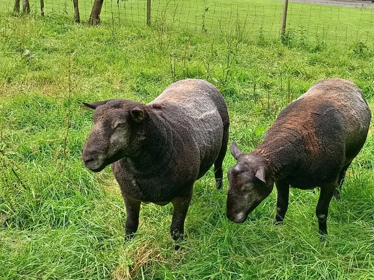 Sheep - Image 1