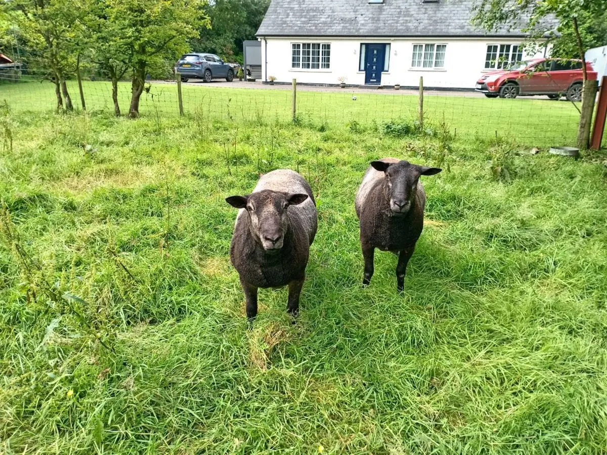 Sheep - Image 2