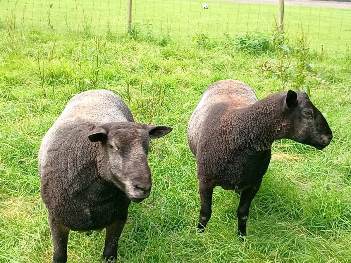 Sheep - Image 3