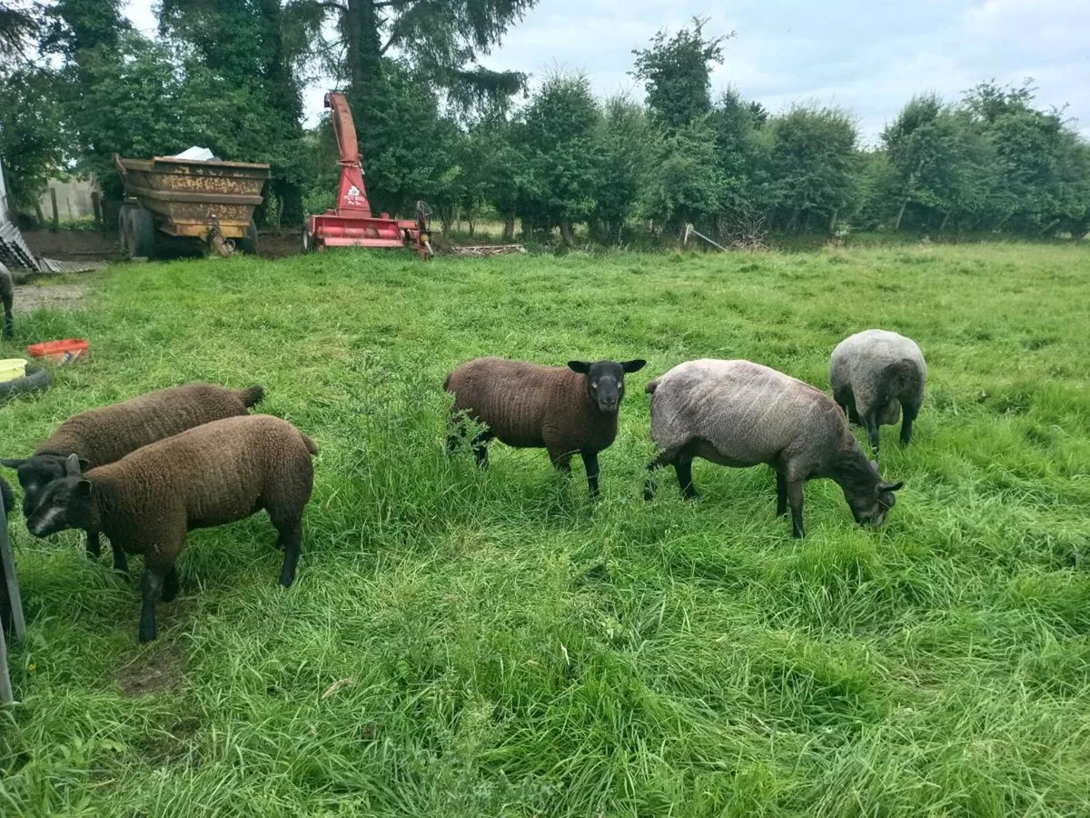 Sheep - Image 4