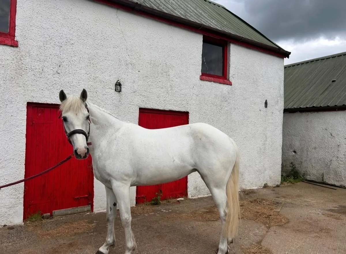 Perfect pony club all rounder - Image 2