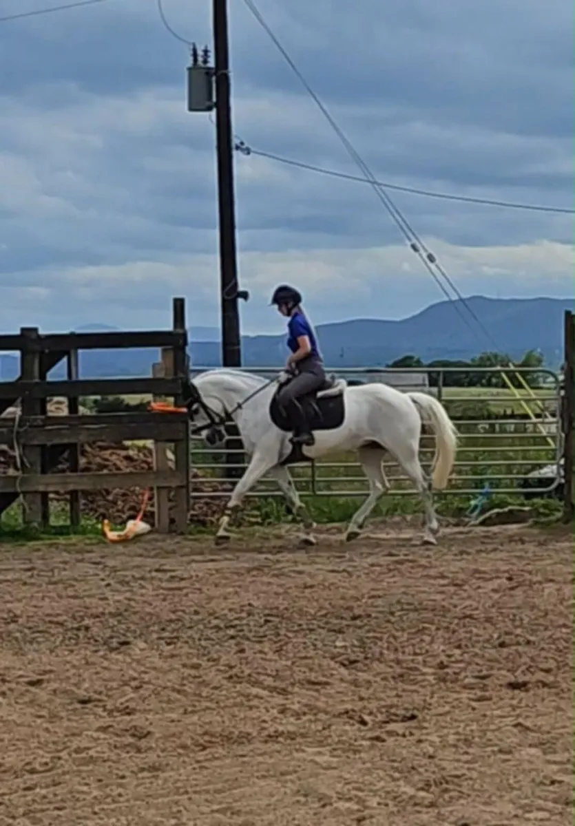 Perfect pony club all rounder - Image 3