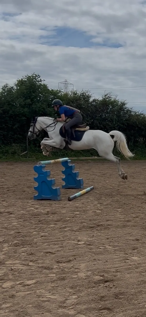 Perfect pony club all rounder - Image 1