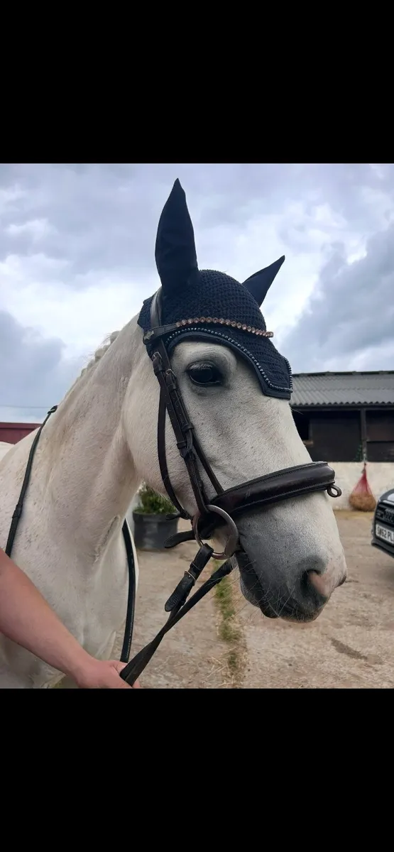 Perfect pony club all rounder - Image 4