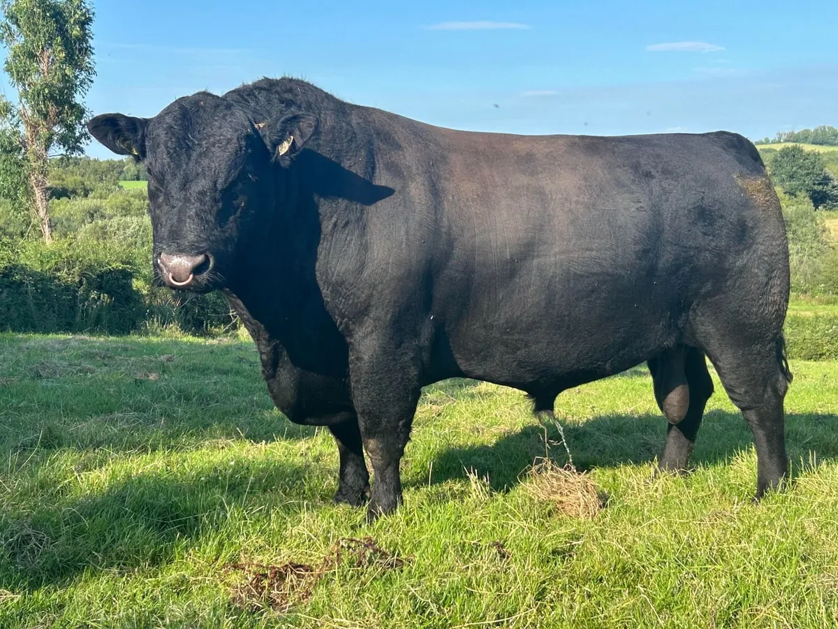 Angus Bull - Image 1