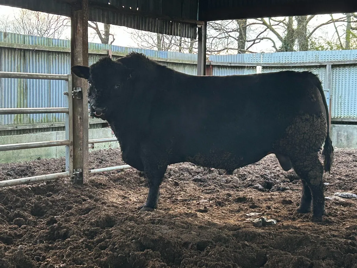 Angus Bull - Image 2