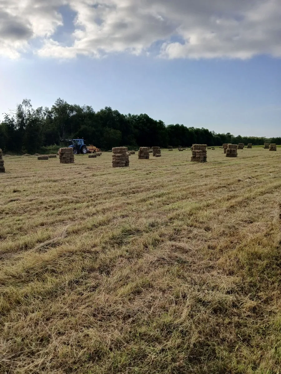 Square Bales/Round bales hay - Image 3