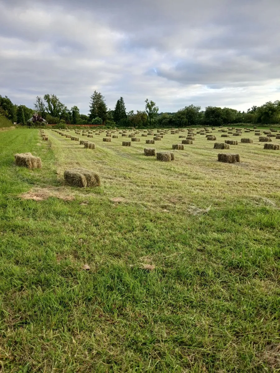 Square Bales/Round bales hay - Image 2
