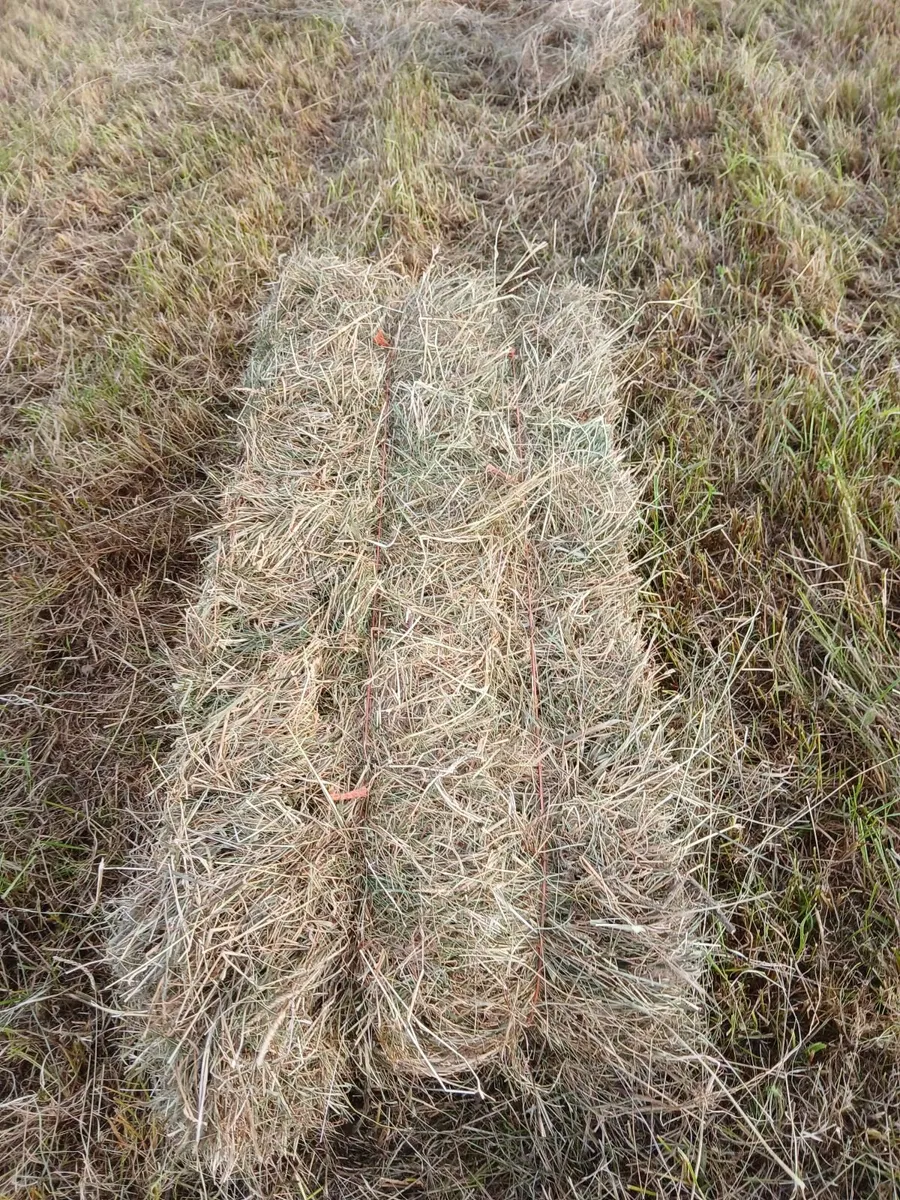 Square Bales/Round bales hay - Image 1