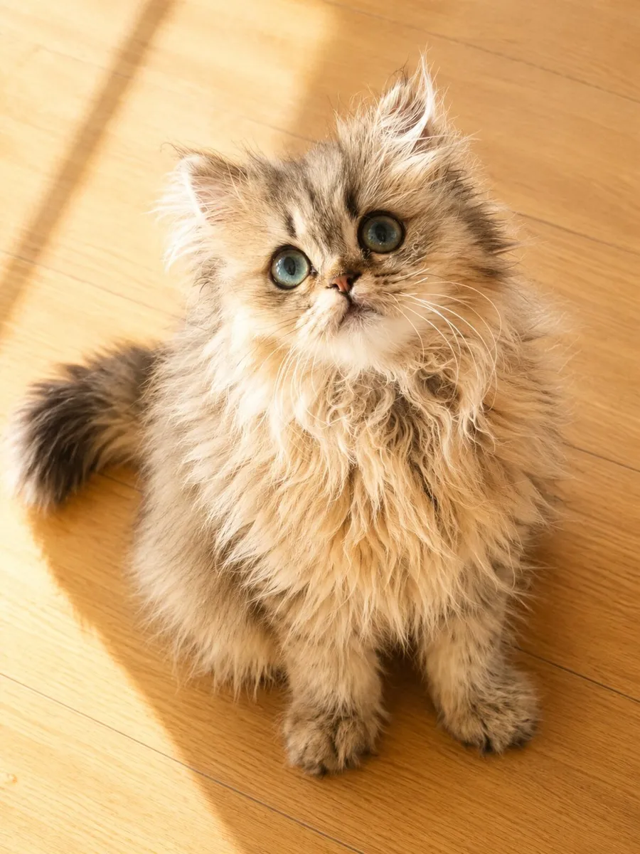 Purebred golden British longhair female - Image 1