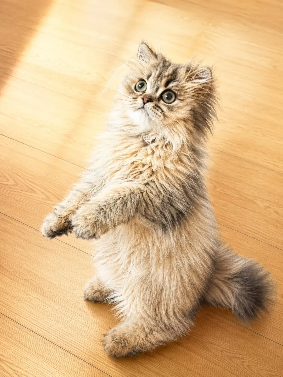 Purebred golden British longhair female - Image 3