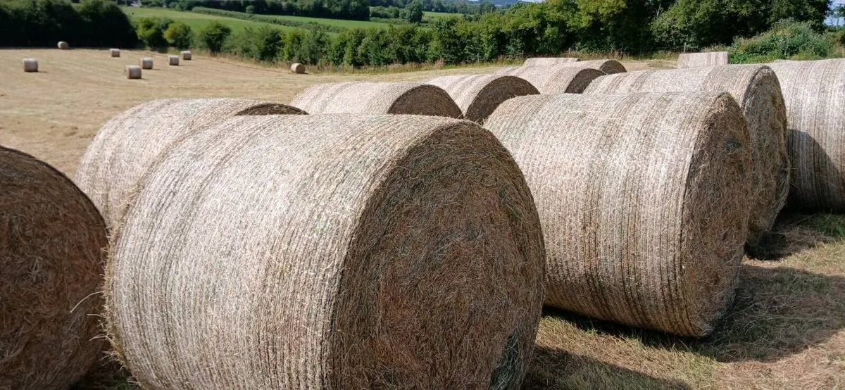 Organic hay large round bales - Image 1
