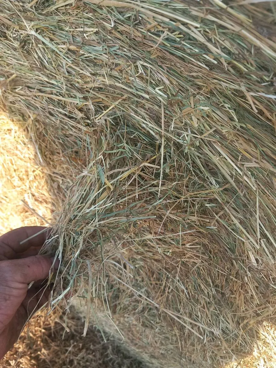 Hay - Image 2