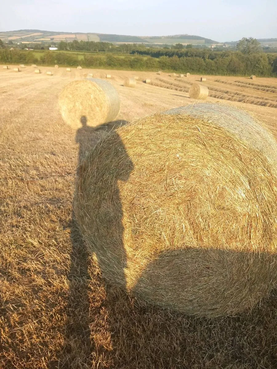 Hay - Image 1