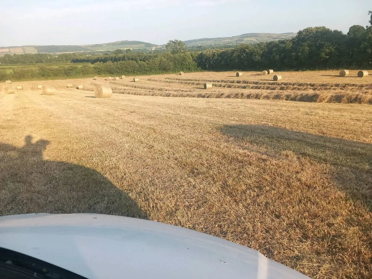 Hay - Image 3