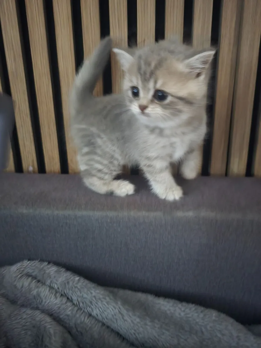 British kitten with pedigree. - Image 1