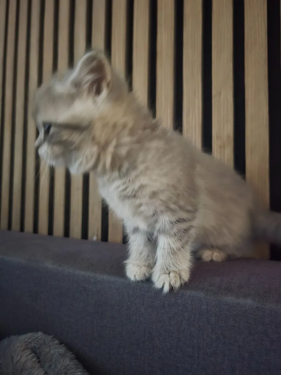 British kitten with pedigree. - Image 2